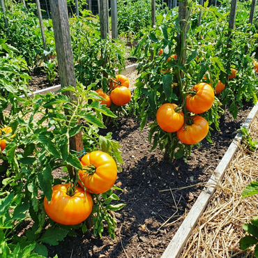 Big Orange Tomato Seeds – Large, Juicy Orange Tomatoes for Your Garden or Orchard