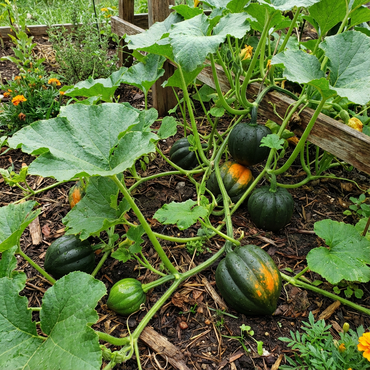 Table King Acorn Squash Seeds – Delicious High-Yield Winter Squash