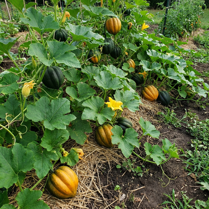 Table King Acorn Squash Seeds – Delicious High-Yield Winter Squash