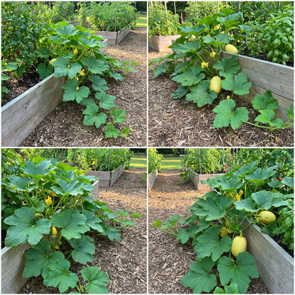 Vegetable Spaghetti Squash Seeds – Unique Stringy-Flesh Variety