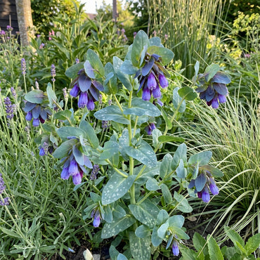 Blue Cerinthe Flower Planting Seeds