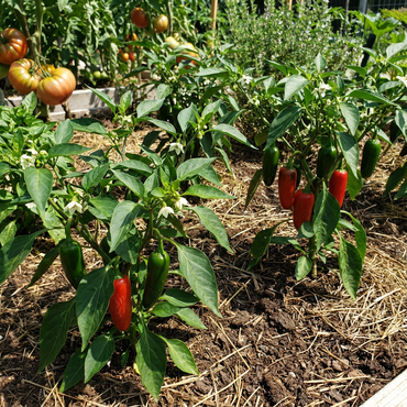 Organic Jalapeno Pepper Seeds – Bio Certified Spicy Chili Variety