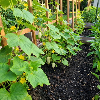 Mini White Cucumber Seeds for Planting vegetable patch