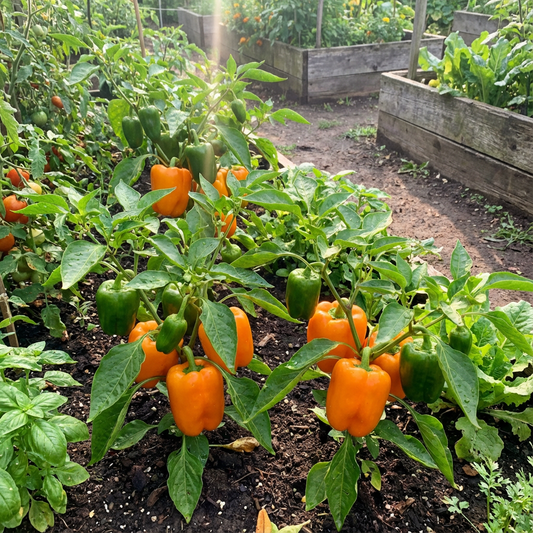 Heirloom Orange Pepper Seeds – Vibrant Sweet Peppers for Home Gardens