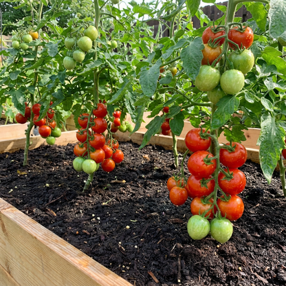 Homestead Tomato Seeds – Bulk Heirloom Variety for Heavy Yields