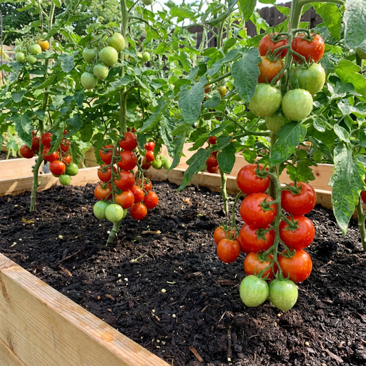 Homestead Tomato Seeds – Bulk Heirloom Variety for Heavy Yields