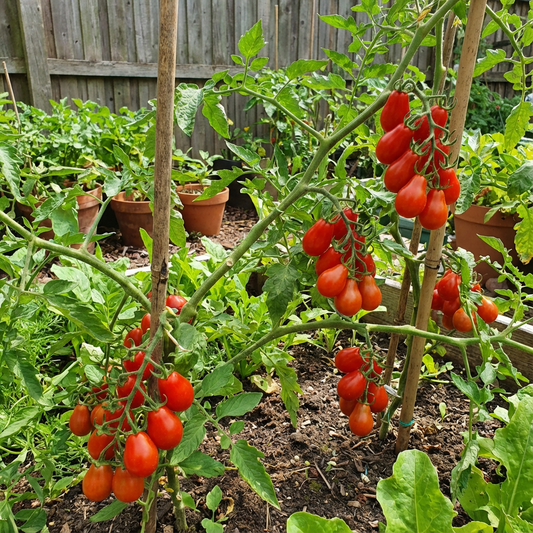 Red Pear Tomato Seeds – Organic Heirloom Tomatoes for Sweet, Pear-Shaped Fruit