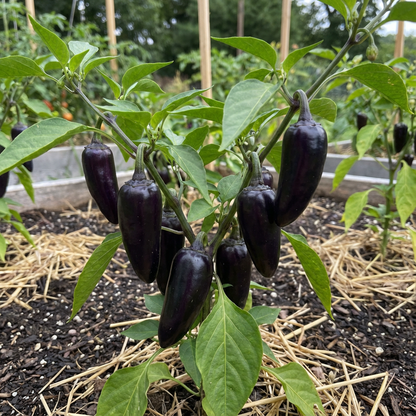 Black Hungarian Pepper Seeds – Organic Heirloom with Rich Heat & Color