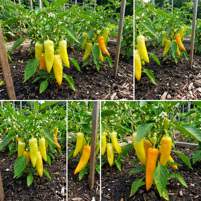 Hungarian Yellow Wax Pepper Seeds – Organic Heirloom Variety for 2017