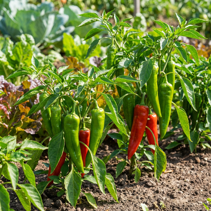 Big Jim Pepper Seeds – Organic Heirloom Giant Chili for 2017