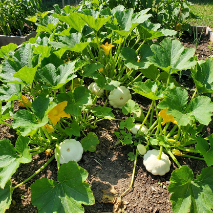 White Patisson Squash Seeds – Non-GMO Heirloom Scallop Variety