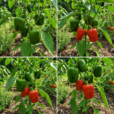 California Wonder Pepper Seeds – Mild Green & Red Bell Peppers