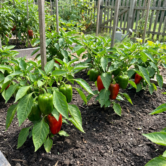 California Wonder Pepper Seeds – Mild Green & Red Bell Peppers