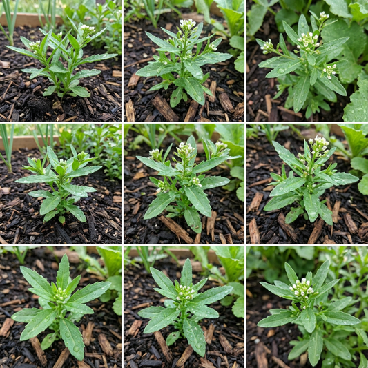 Pepperweed Lepidium virginicum Seeds for Planting in Urban Gardens