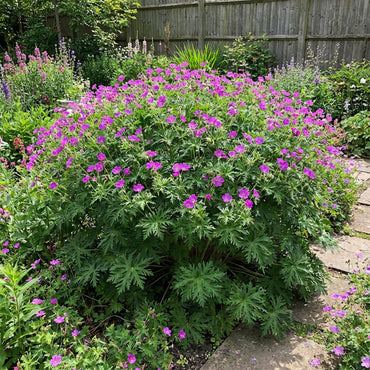 Purple Madeira Flower Seeds for Planting - Vibrant Blooms