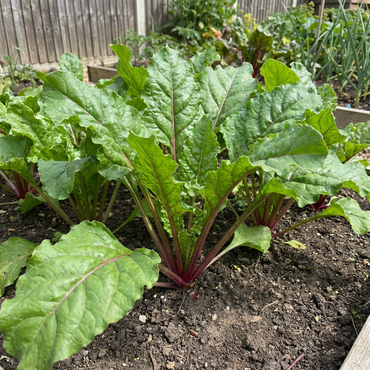 Sugar Beet Beta vulgaris Plant Seeds for Planting