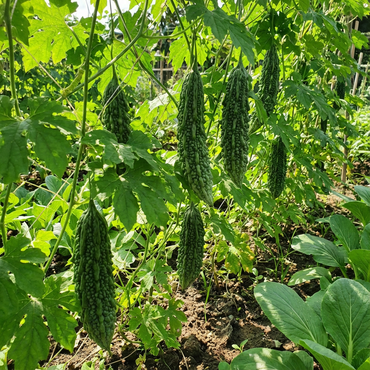 Bitter Gourd Seeds for Planting Momordica Charantia vegetable patch healing garden