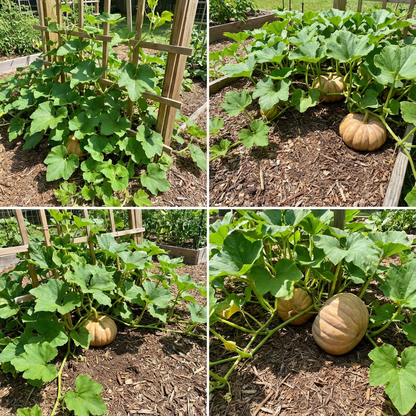 Calabaza Pumpkin Seeds for Planting Cucurbita Moschata vegetable patch edible garden