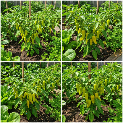 planting pepperoncini seeds Italian Pepperoncini Seeds For Planting Capsicum Annuum For Pickling Organic Garden Seeds – Pure Asia Seeds