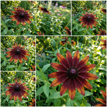 Red Rudbeckia Flower Planting Seeds