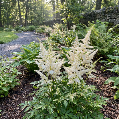 White Astilbe Flower Seeds for Planting - Perfect for Lush Garden