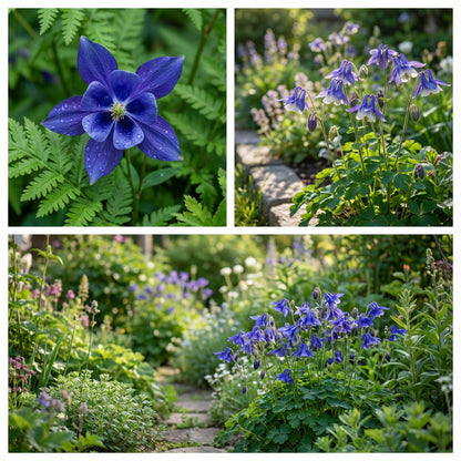 Blue Aquilegia Flower Seeds for Planting
