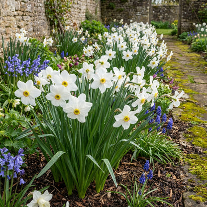 Premium White Daffodils Flower Seeds for Easy Planting