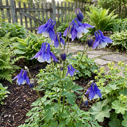 Blue Aquilegia Flower Seeds for Planting