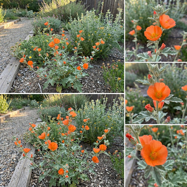 Orange Sphaeralcea Flower Seeds for Planting  Perennial Blooms
