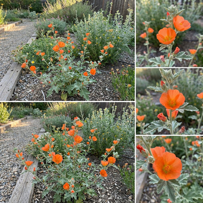 Orange Sphaeralcea Flower Seeds for Planting  Perennial Blooms