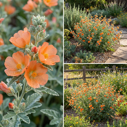 Orange Sphaeralcea Flower Seeds for Planting  Perennial Blooms