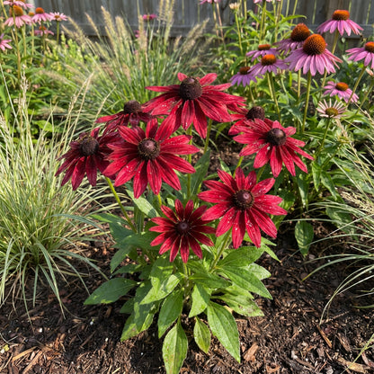 Red Rudbeckia Flower Planting Seeds