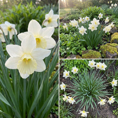 Premium White Daffodils Flower Seeds for Easy Planting