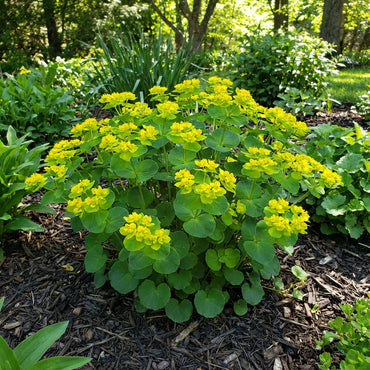 Yellow Rotundifolia Flower Seeds for Planting  Ideal for Brightening Gardens with Vibrant Blooms
