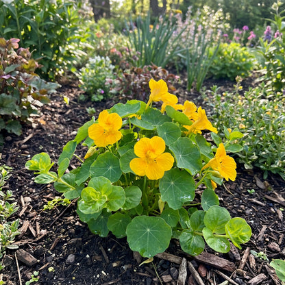 Yellow Rotundifolia Flower Seeds for Planting  Ideal for Brightening Gardens with Vibrant Blooms