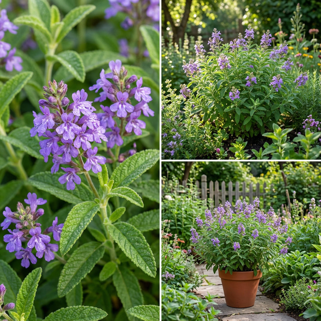 Violet Citriodora Flower Seeds  Easy Planting