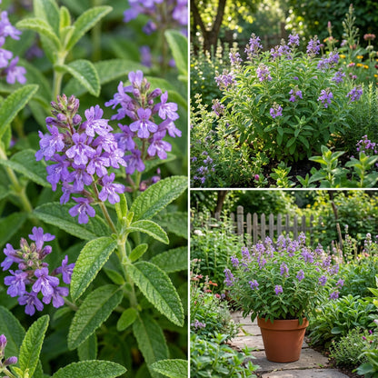 Violet Citriodora Flower Seeds  Easy Planting