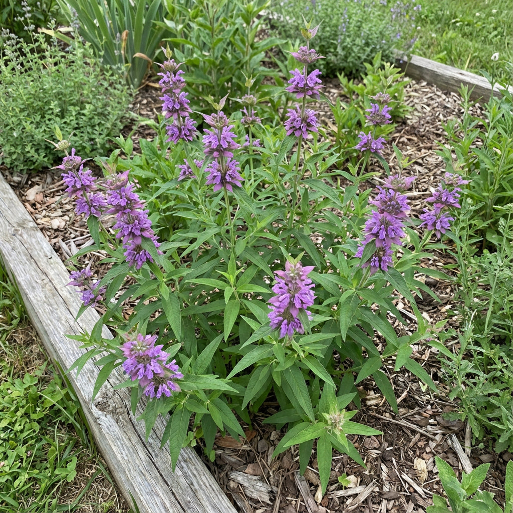 Violet Citriodora Flower Seeds  Easy Planting