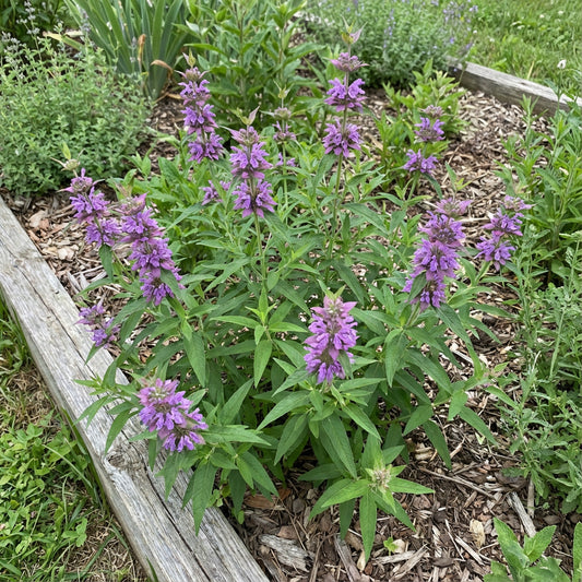 Violet Citriodora Flower Seeds  Easy Planting