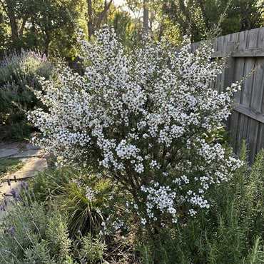White Leptospermum Scoparium Trees - Seeds for Beautiful Blossoms and Resilient Garden Design