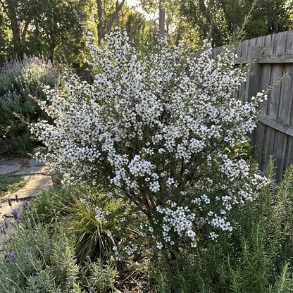 White Leptospermum Scoparium Trees - Seeds for Beautiful Blossoms and Resilient Garden Design