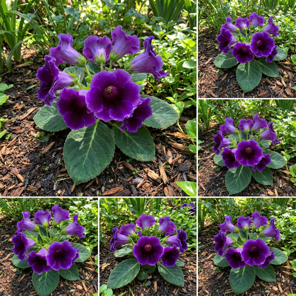 Violet Gloxinia Flower Seeds for Planting - Grow Stunning Violet Blooms