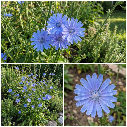 Blue Cichorium Intybus Seeds for Planting