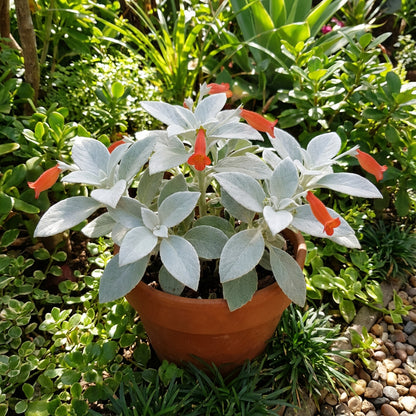 White Sinningia Leucotricha Plant Seeds for Gorgeous Indoor and Outdoor Gardens - Seed