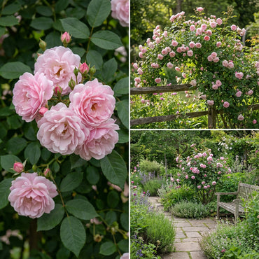 Pink Dawn Rose Flower Seeds for Planting  Elegant Pink Blooms for Your Garden