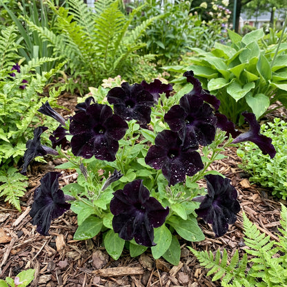 Planting Seeds for Black Petunia Flowers