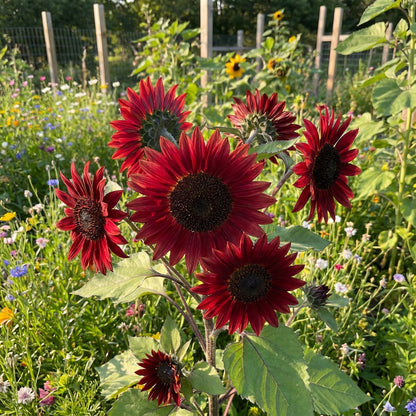 Red Sunflower Seeds for Planting - Vibrant Garden Blooms