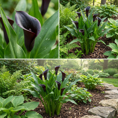 Exotic Black Calla Seeds  Perfect for Spring Planting