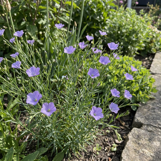 Violet Linifolium Flower Seeds  Perfect for Planting & Growing