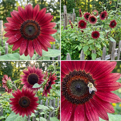 Red Sunflower Seeds for Planting - Vibrant Garden Blooms